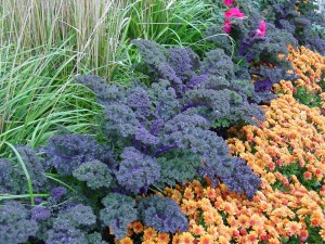 <p>Purple leaf kale blends nicely with ornamental grass and mums in the fall garden. (Photo courtesy National Garden Bureau/ngb.org)</p>
