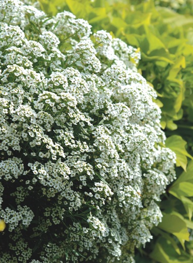 Snow Princess alyssum pw | Hoosier Gardener