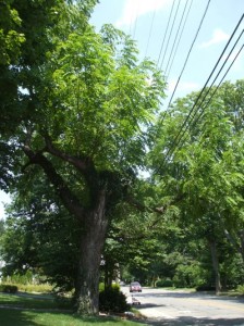 This walnut tree is dying because of all of the topping that has been done by the utility company. Topping promotes abnormal, weak growth. © Jo Ellen Meyers Sharp 