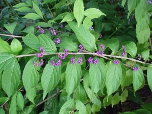 'Issai' beautyberry (Callicarpa dichotoma) (C) Jo Ellen Meyers Sharp