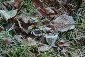 Many gardeners have a love-hate relationship with frosty foliage. (C) FreeFoto.com