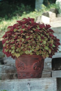 <p>'Henna' coleus from Simply Beautiful Plants.</p>