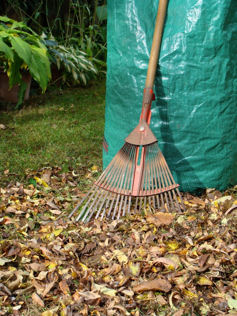 Raking, mowing fall leaves Hoosier Gardener