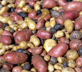 Colorful, diverse crops of potatoes ward off damage from insects and diseases.