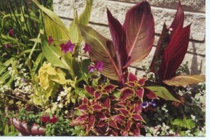 <p>Take a cutting from the coleus for a spot of color in the winter window. Store cannas indoors, too.</p>