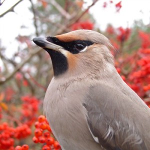 Waxwings are hard wired to dine on berries from native plants. (C) Gimmestock.com