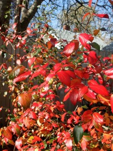 Fall color on burkwood viburnum (V. burkwoodii). (C) Jo Ellen Meyers Sharp
