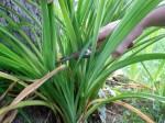 Cut back daylilies in fall. (C) Jo Ellen Meyers Sharp