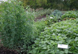 <p>Marion County Master Gardeners' 600 square-foot demonstration garden grew about 400 pounds of food. (C) Jo Ellen Meyers Sharp</p>