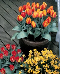 Pot up bulbs in containers now for enjoyment next spring. Photo courtesy www.bulb.com