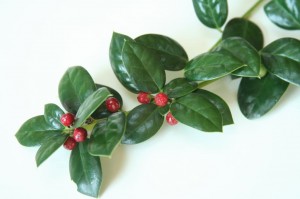 Just a few holly berries can be deadly toxic to humans and pets. (C) Fotolia,com