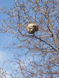 A bald-faced hornet’s nest dangles from a magnolia tree in December. © Jo Ellen Meyers Sharp