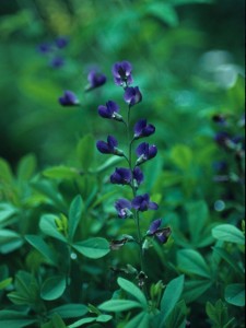 False indigo’s long-lasting blue spikes and easy to grow nature earns the native plant the 2010 Perennial Plant of the Year. Photo courtesy wildflower.org