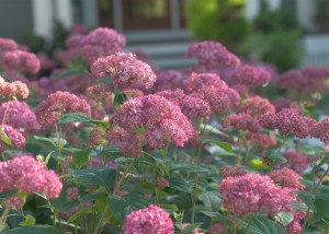 Breeding breakthrought Invincibelle 'Spirit' is the first pink-blooming mop head Hydrangea arborescens. Photo courtesy ProvenWinners/ColorChoice