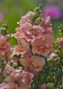 'Twinny Peach' snapdragon. Photo courtesy All-America Selections