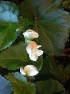 This begonia is more than a year old and is surviving on benign neglect. (C) Jo Ellen Meyers Sharp