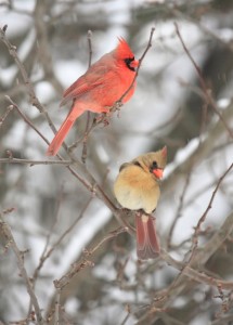 <p>In the 2009 Great Backyard Bird Count, 1,260 checklists in Indiana reported 6,082 cardinals. © iStockphoto</p>