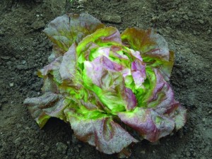 Lettuce seeds, such as Johnny's Selected Seed Skyphos, can be sown outdoors in early spring.