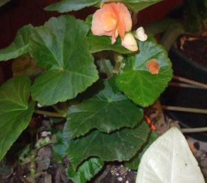 Year-old orange begonia. (C) Jo Ellen Meyers Sharp