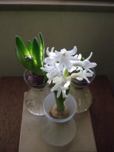 Hyacinth forced into bloom perfume the air. (C) Jo Ellen Meyers Sharp