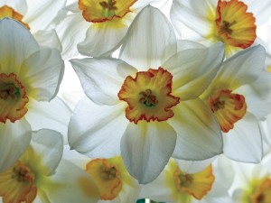 <p>'Poeticus' daffodil. (C) Fotolia </p>