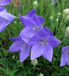 Balloon flowers is an under used perennial in Midwest gardens. Photo courtesy perennialresource.com