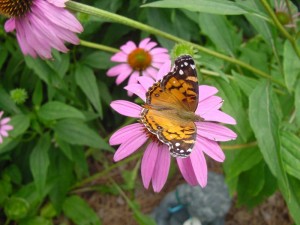 <p>Painted lady butterfly on purple coneflower.</p>