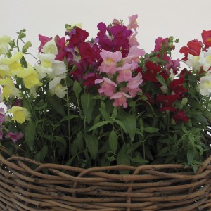 Snapshot snapdragons. Photo courtesy Ball Horticulture.