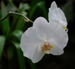 White Phalaenopsis Orchid. Photo courtesy Fritz Nerding