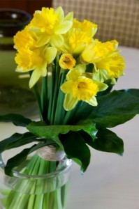Daffodils prefer to be appreciated all for themselves. Photo courtesy Netherlands Flower Bulb Information Center