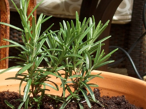 Rosemary in a pot.