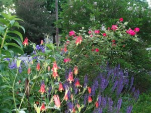 <p>Foreground, native columbine; right, May Night salvia; Knock Out rose; Sibertian iris in the background. (C) Jo Ellen Meyers Sharp</p>