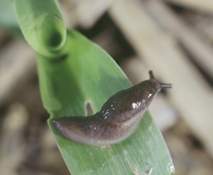 Slugs eat holes in  hostas, one of the land-bound mollusks' favorite food. Photo courtesy PPurdue University Plant & Pest Digital Library