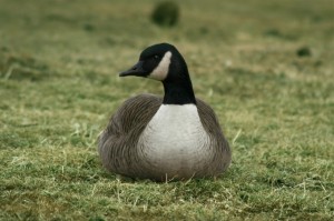 Canada geese are not native to Indiana, but have adapted to Hoosier habitat. found living here quite hospitiable 