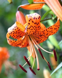 Tiger lily has downward facing flower. (C) Birute Vijeikiene/Fotola.com