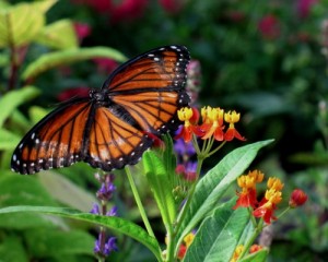 Viceroy butterfly. Photo courtesy Fritz Nerding/Garfield Park