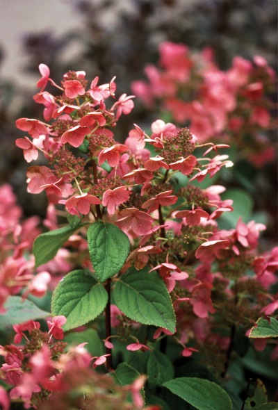 Quick Fire is one of the first Hydrangea paniculatas to bloom. Photo courtesy Proven Winners/ColorChoice