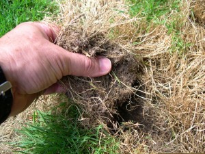 Pythium blight makes it easy to pull dead grass from the soil. Photo courtesy Cornell University