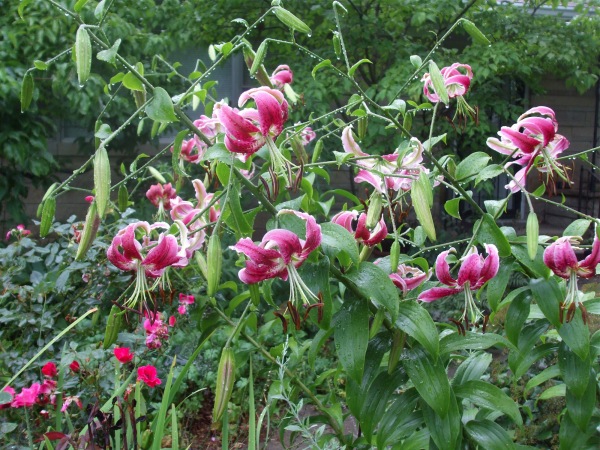 Black Beauty lilies. (C) Jo Ellen Meyers Sharp