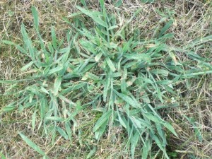 Many lawns have crabgrass this year because of the rain, hot weather and other factors. (C) Jo Ellen Meyers Sharp