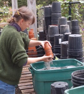 Sue Nord Peiffer washes pots for recycling at the Indianapolis Museum of Art greenhouse.