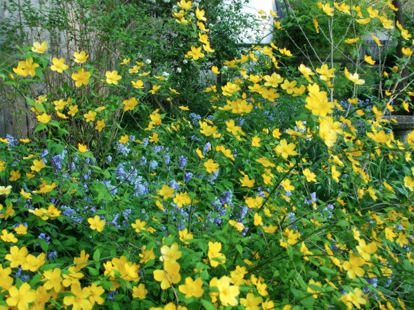 Native Virginia bluebell form a carpet of blue beneath the yellow Japanese Kerria. (C) Jo Ellen Meyers Sharp