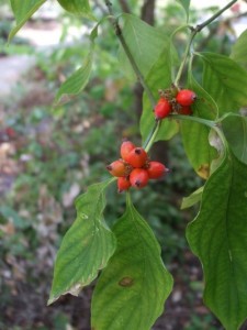 Dogwood berries. (C) Jo Ellen Meyers Sharp