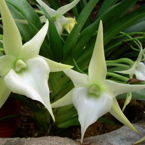 <p>Angraec epiphyte orchid. (C) Fritz Nerding</p>