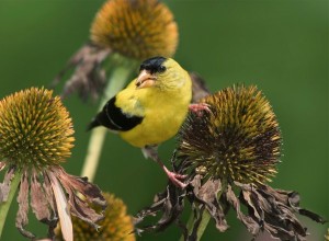 American goldfinches feed on the seeds of coneflowers throughout the year in Indiana.