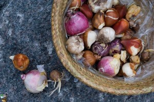 Plant tulips, daffodils, crocus and other bulbs soon to ensure spring blooms. Photo courtesy bulb.com  
