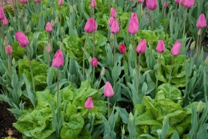 In spring, plant lettuce amid tulips. (C) Rosalind Creasy