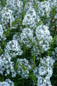 Amsonia hubrichtii blooms in late spring and early summer. Steven Still/Perennial Plant Association.