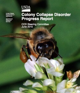 bee colony collapse