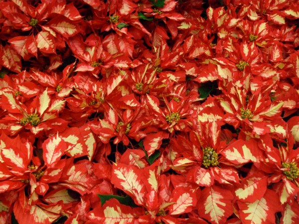<p>'Ice Punch' poinsettia, a new introduction from Ecke Ranch. (C) Jo Ellen Meyers Sharp</p>